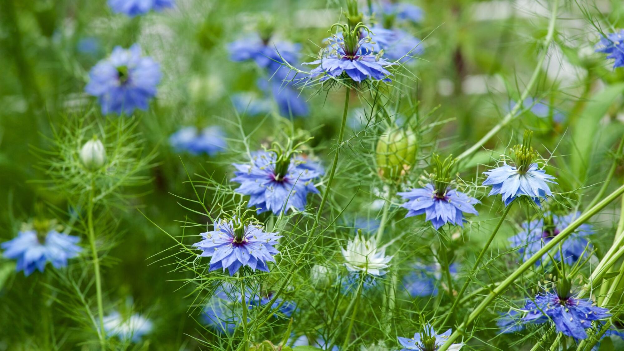 Nigella flower