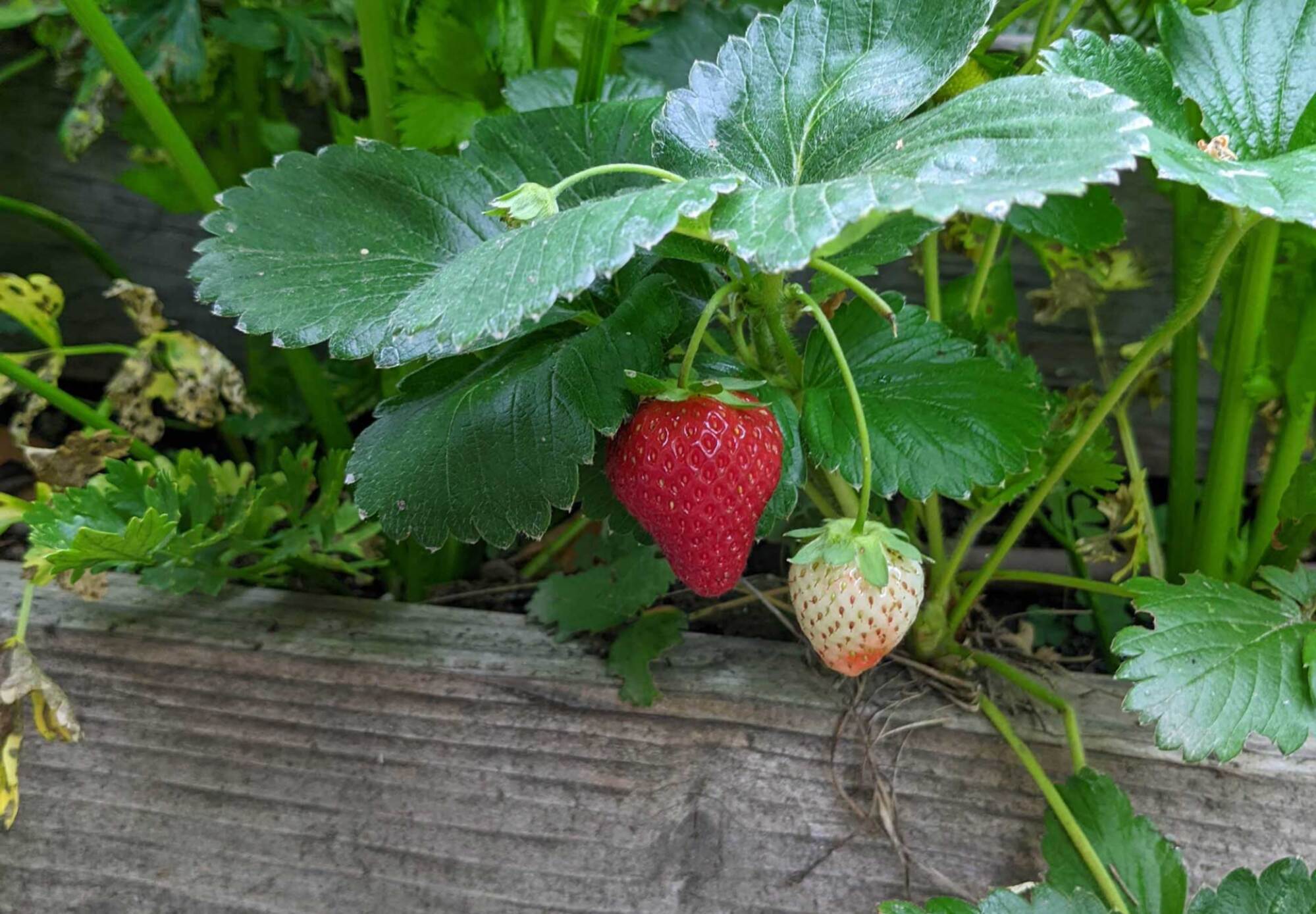 strawberries growing