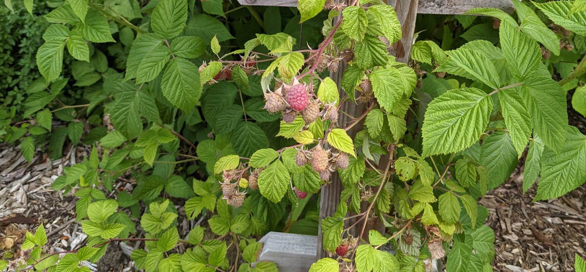 Raspberries ripening on canes