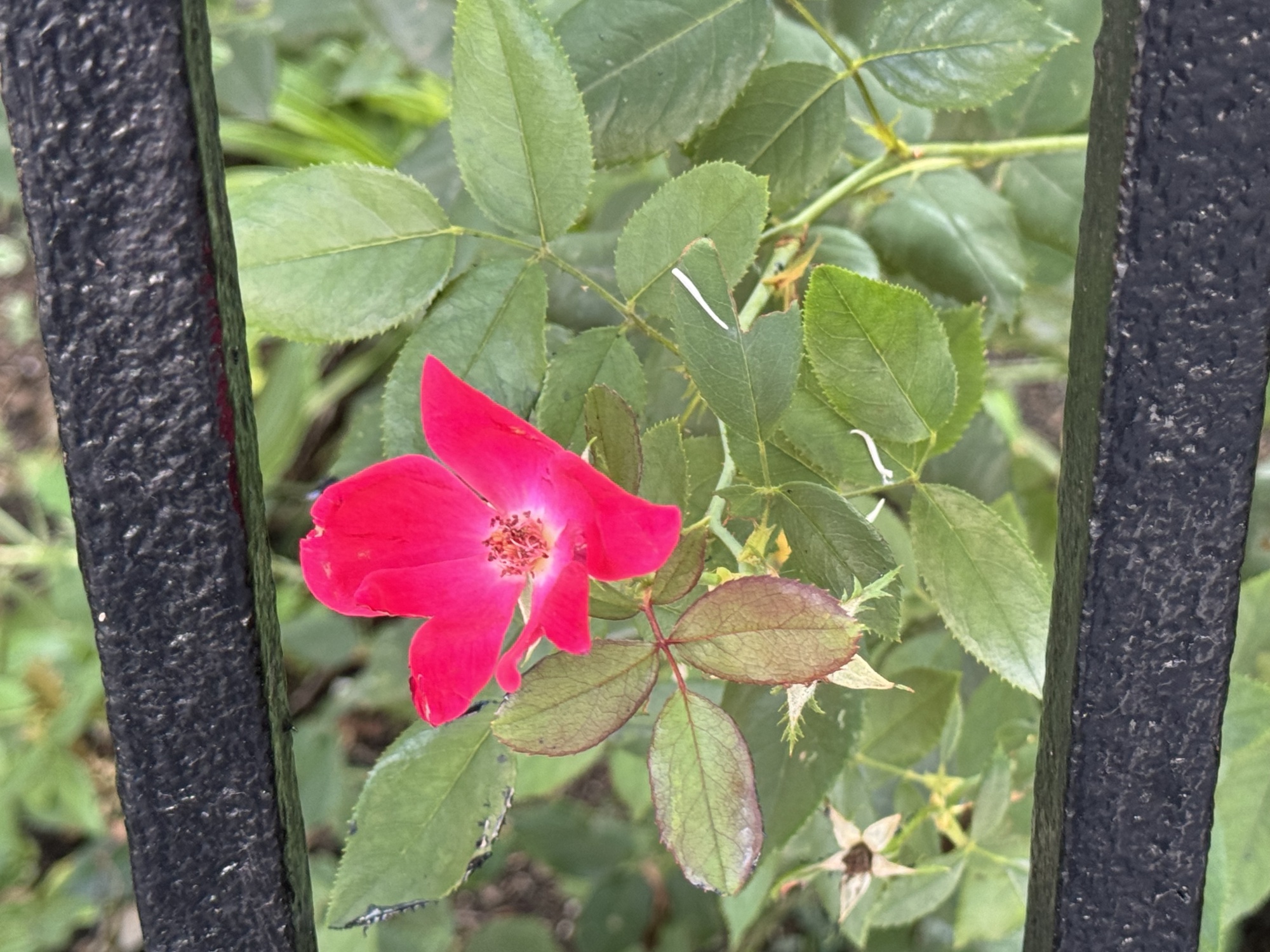 iPhone flower