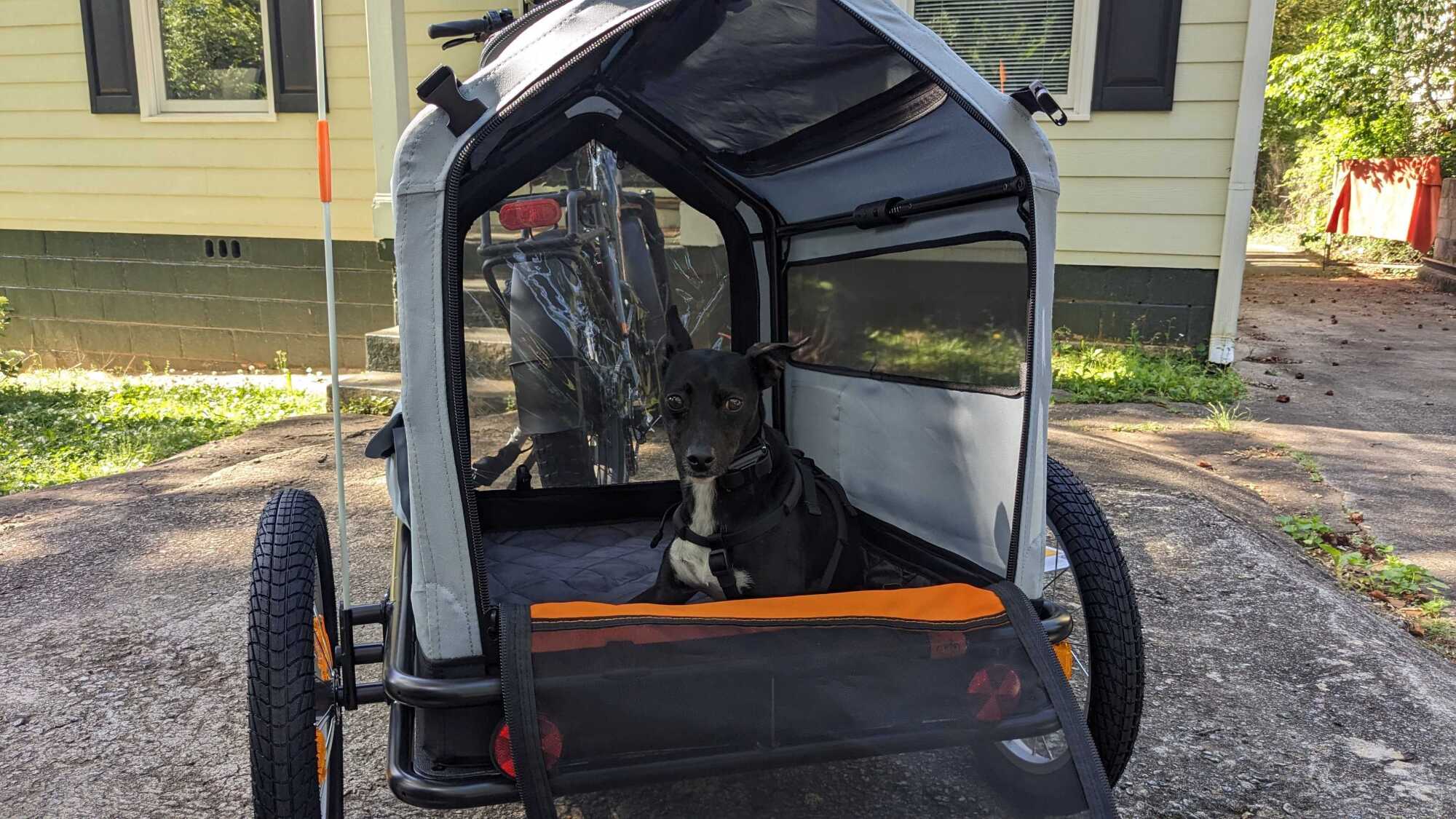 Gambino in the Pet Carrier